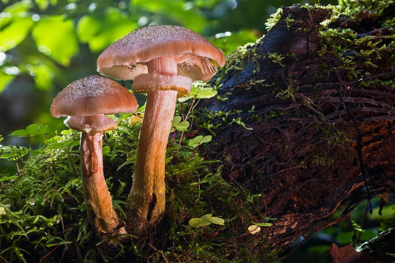 Magic Mushrooms and Psychedelics – Did They Catalyze Our Evolution as a Species?
