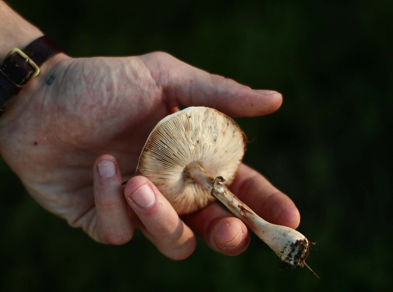 Understanding the Pharmacokinetics of Psilocybin Mushrooms