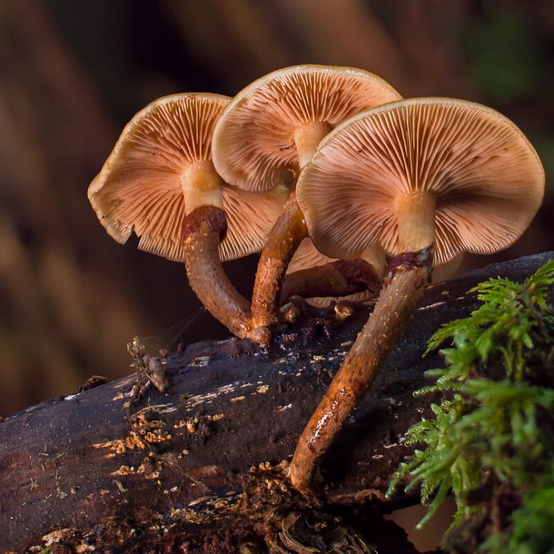 alacabenzi strain | Organic Shroom Canada
