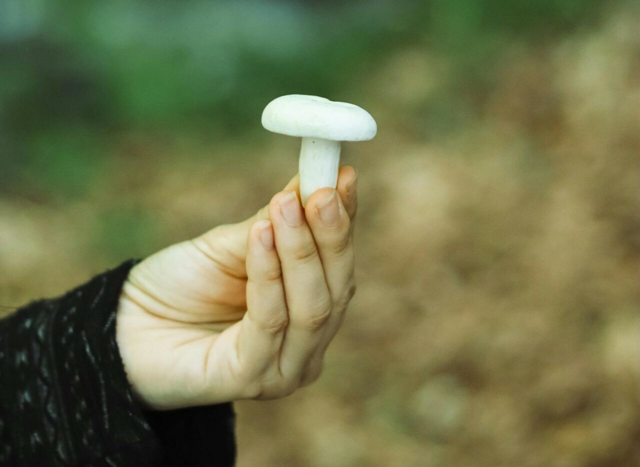 Dive into Five Mushroom Categories Designed for Every Psychedelic Aficionado