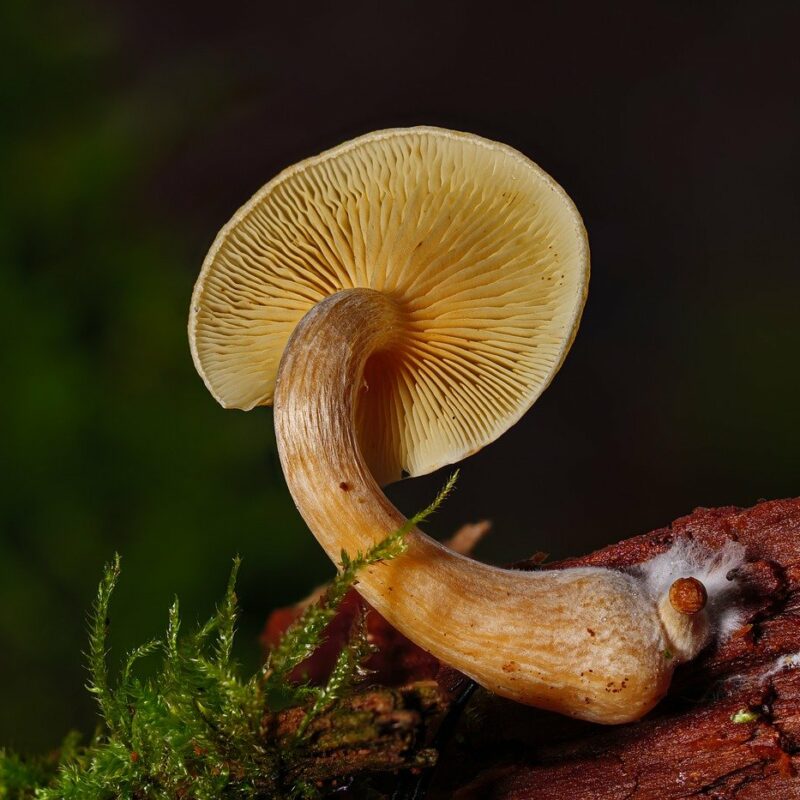 Alacabenzi Strain | Organic Shroom Canada