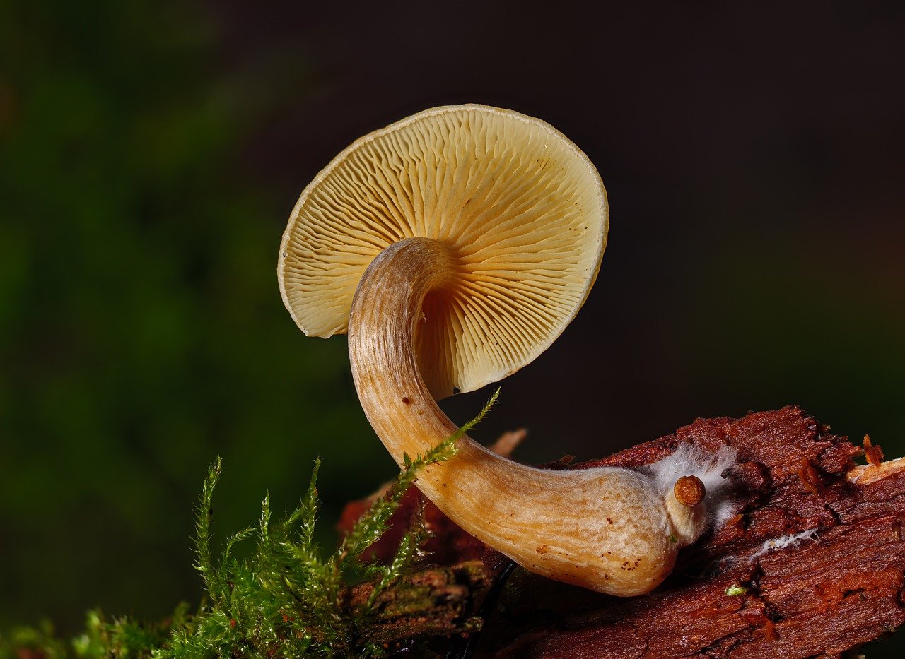 Overview of the Alacabenzi Strain – Essential Information Every User Should Understand Prior to the Initial Dose