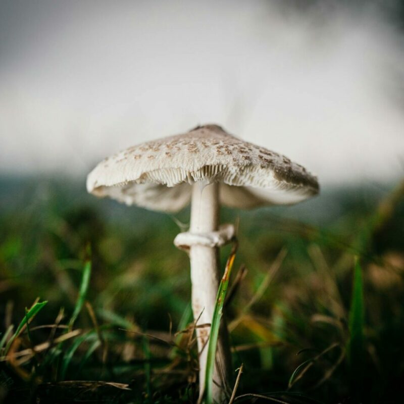 White Monster | Organic Shroom Canada