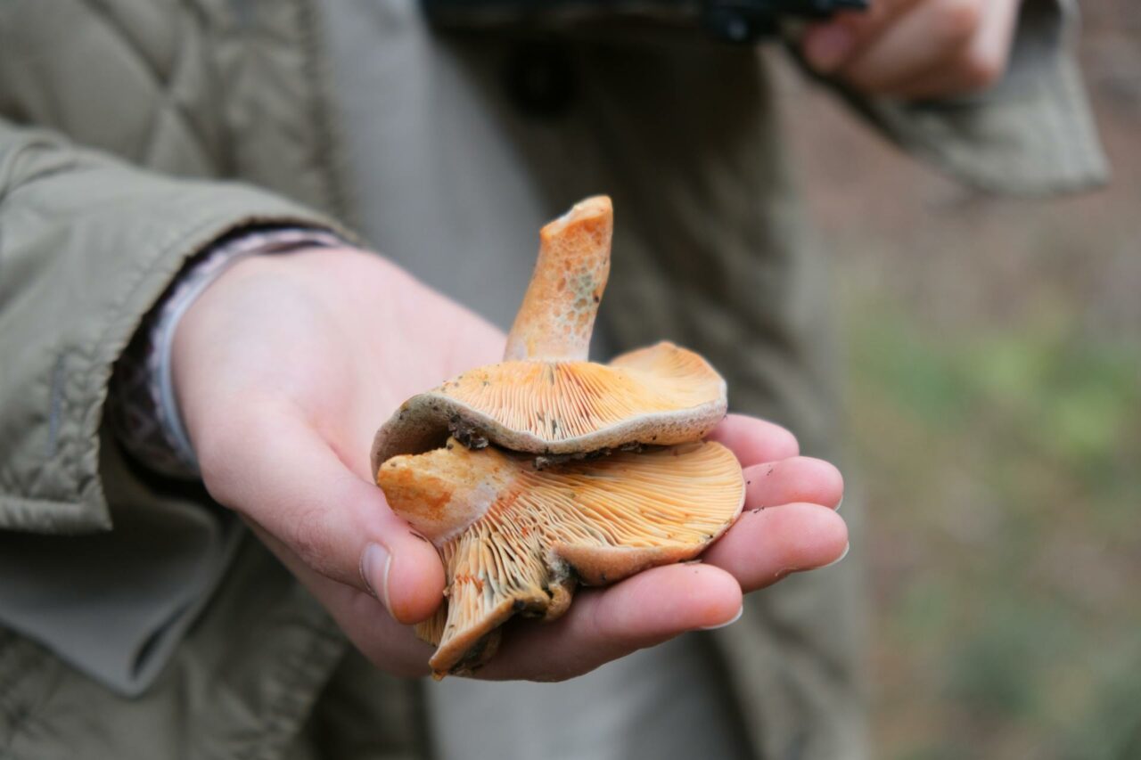 Reasons Why Apex Strain Mushroom Will Always Be Part of My Self-Care Regimen