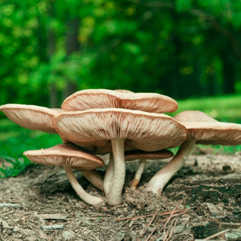 Big Daddy Mushroom | Organic Shroom Canada