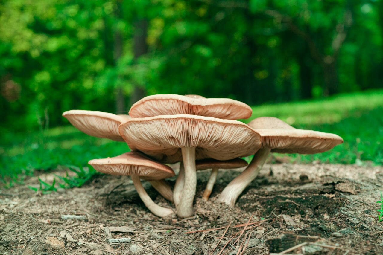 Experienced the ‘Big Daddy’ Mushroom during a Hike—Undoubtedly, a 10/10 Experience Worth Repeating