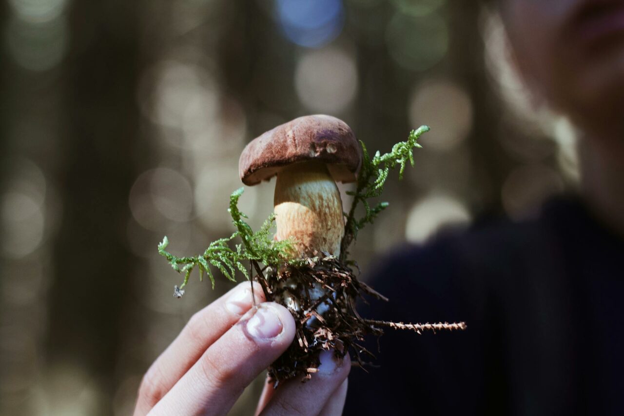Considering Purchasing Shrooms Online? A Retiree Reflects on Wishing He Had Experienced Psilocybin 45 Years Earlier