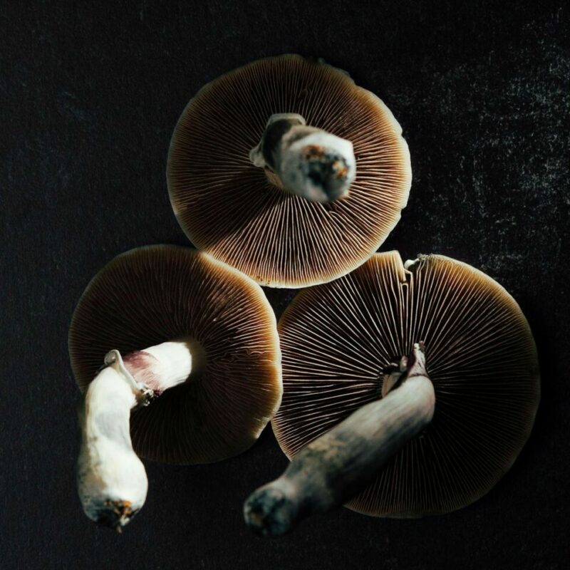 Magic Mushroom Canada | Organic Shroom Canada