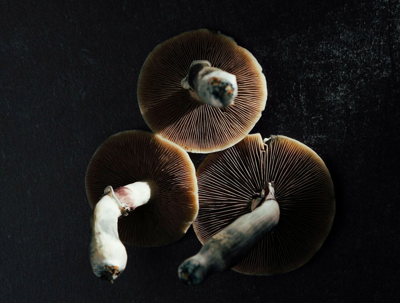 Canada’s Magic Mushroom – Experts Illustrate Why Natural Psilocybin Has a Stronger Impact Than Its Laboratory-Produced Counterpart