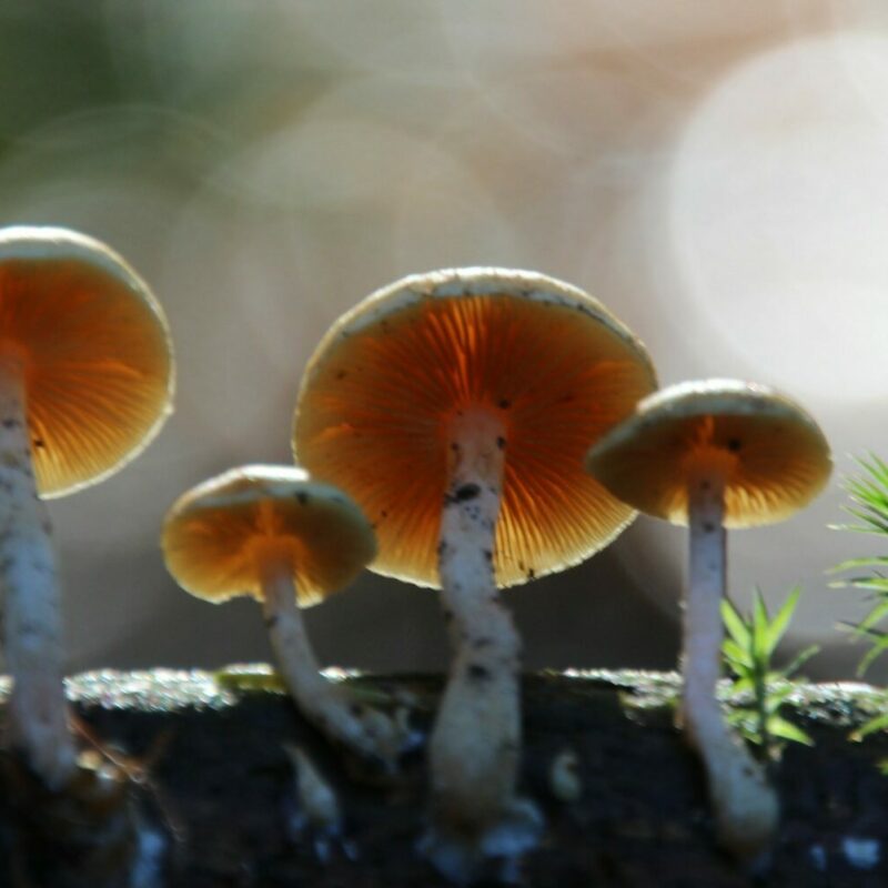 Magic Mushroom Delivery | Organic Shroom Canada