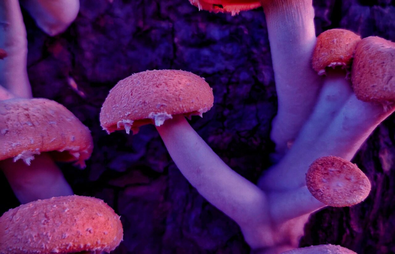 How Psilocybin, Obtained from Mushroom Dispensaries, Could Help Reconfigure Minds Burdened by HIV-Related Stigma