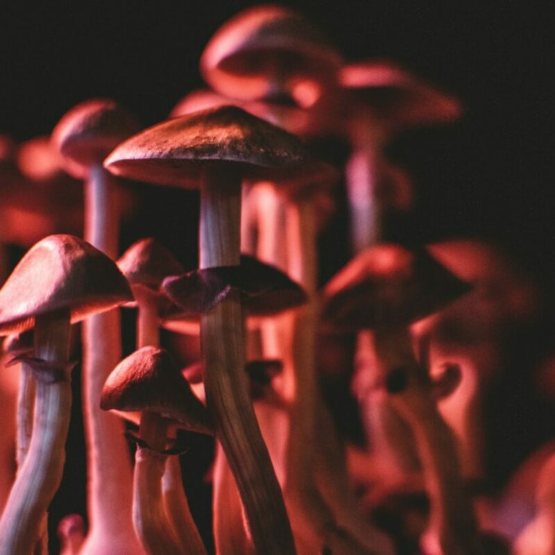 Shrooms Canada | Organic Shroom Canada