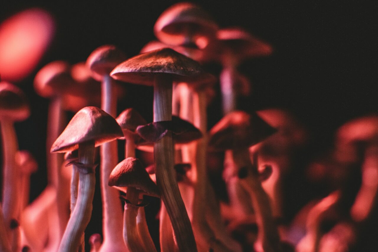 Does Psilocybin Mushrooms in Canada Aid in Regulating Serotonin Levels for Anorexia Patients? Here’s What the Research Indicates